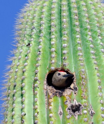 Gila Woodpecker, Arizona Birding, Arizona Bird Watching, United States, North American Birds, Naturalist Journeys, Wildlife Tour, Wildlife Photography, Ecotourism, Specialty Birds, Endemic Birds, Birding Hotspot, Sonoran Desert, Tucson