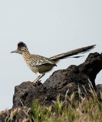 Greater Roadrunner, Arizona Birding, Arizona Bird Watching, United States, North American Birds, Naturalist Journeys, Wildlife Tour, Wildlife Photography, Ecotourism, Specialty Birds, Endemic Birds, Birding Hotspot, Sonoran Desert, Tucson