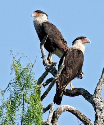 Crested Caracara, Arizona Birding, Arizona Bird Watching, United States, North American Birds, Naturalist Journeys, Wildlife Tour, Wildlife Photography, Ecotourism, Specialty Birds, Endemic Birds, Birding Hotspot, Sonoran Desert, Tucson