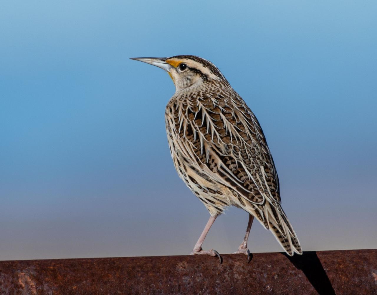 Arizona Birding, Arizona Bird Watching, United States, North American Birds, Naturalist Journeys, Wildlife Tour, Wildlife Photography, Ecotourism, Specialty Birds, Endemic Birds, Birding Hotspot, Sonoran Desert, Tucson