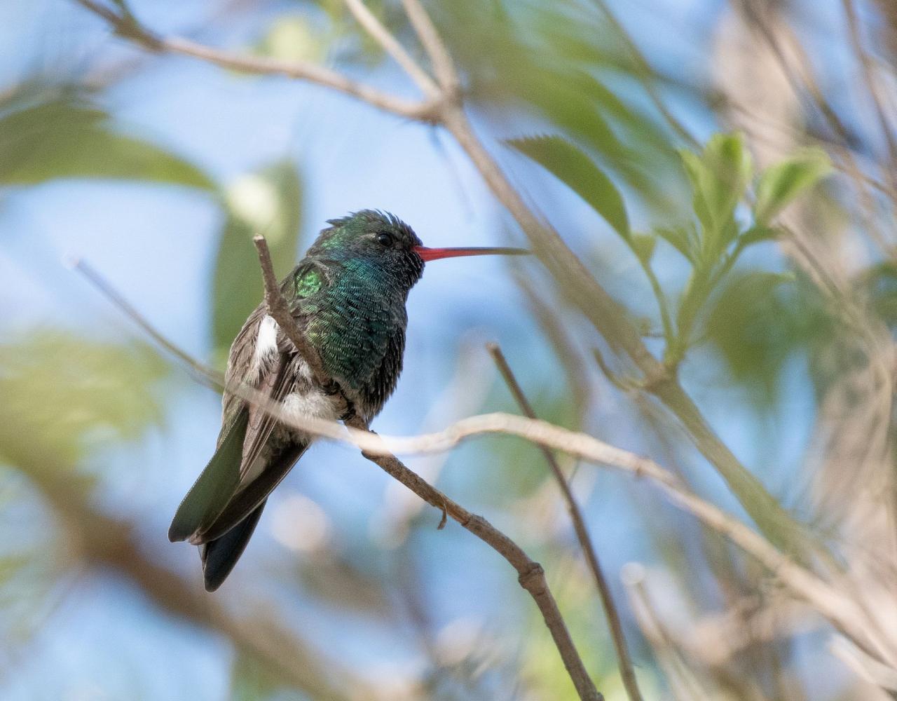 Arizona Birding, Arizona Bird Watching, United States, North American Birds, Naturalist Journeys, Wildlife Tour, Wildlife Photography, Ecotourism, Specialty Birds, Endemic Birds, Birding Hotspot, Sonoran Desert, Tucson