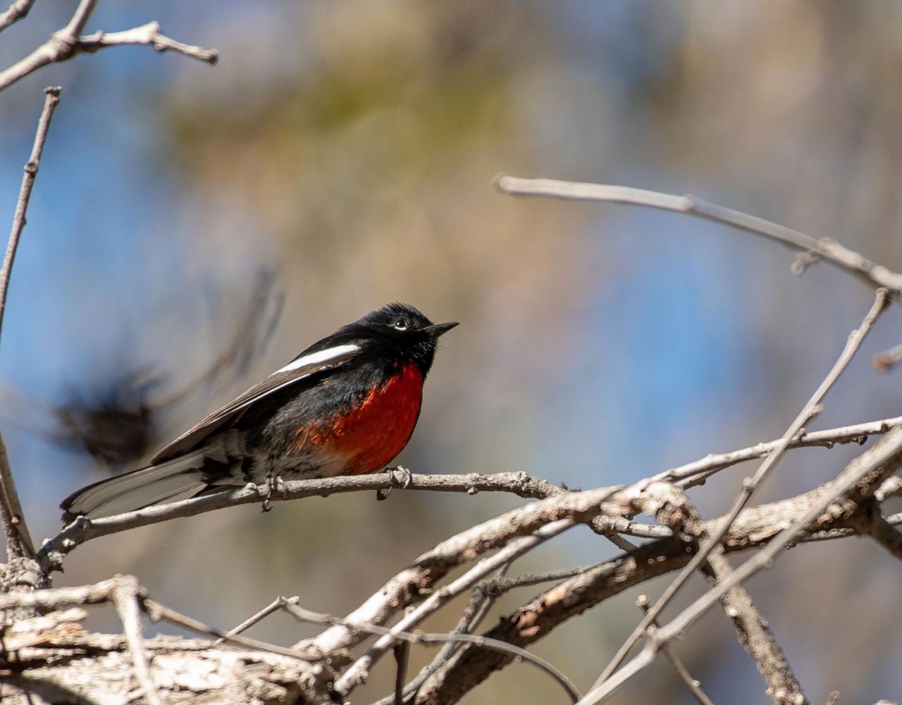 Arizona Birding, Arizona Bird Watching, United States, North American Birds, Naturalist Journeys, Wildlife Tour, Wildlife Photography, Ecotourism, Specialty Birds, Endemic Birds, Birding Hotspot, Sonoran Desert, Tucson