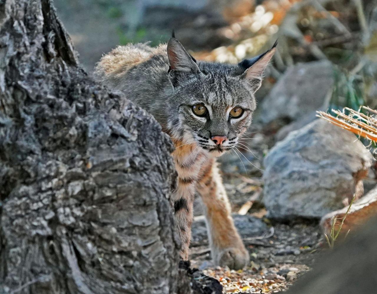 Arizona Birding, Arizona Bird Watching, United States, North American Birds, Naturalist Journeys, Wildlife Tour, Wildlife Photography, Ecotourism, Specialty Birds, Endemic Birds, Birding Hotspot, Sonoran Desert, Tucson