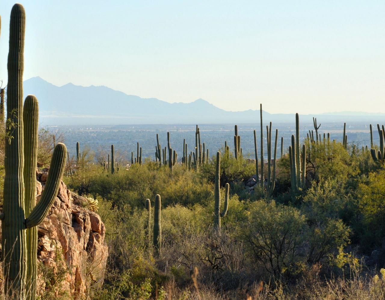 Arizona Birding, Arizona Bird Watching, United States, North American Birds, Naturalist Journeys, Wildlife Tour, Wildlife Photography, Ecotourism, Specialty Birds, Endemic Birds, Birding Hotspot, Sonoran Desert, Tucson