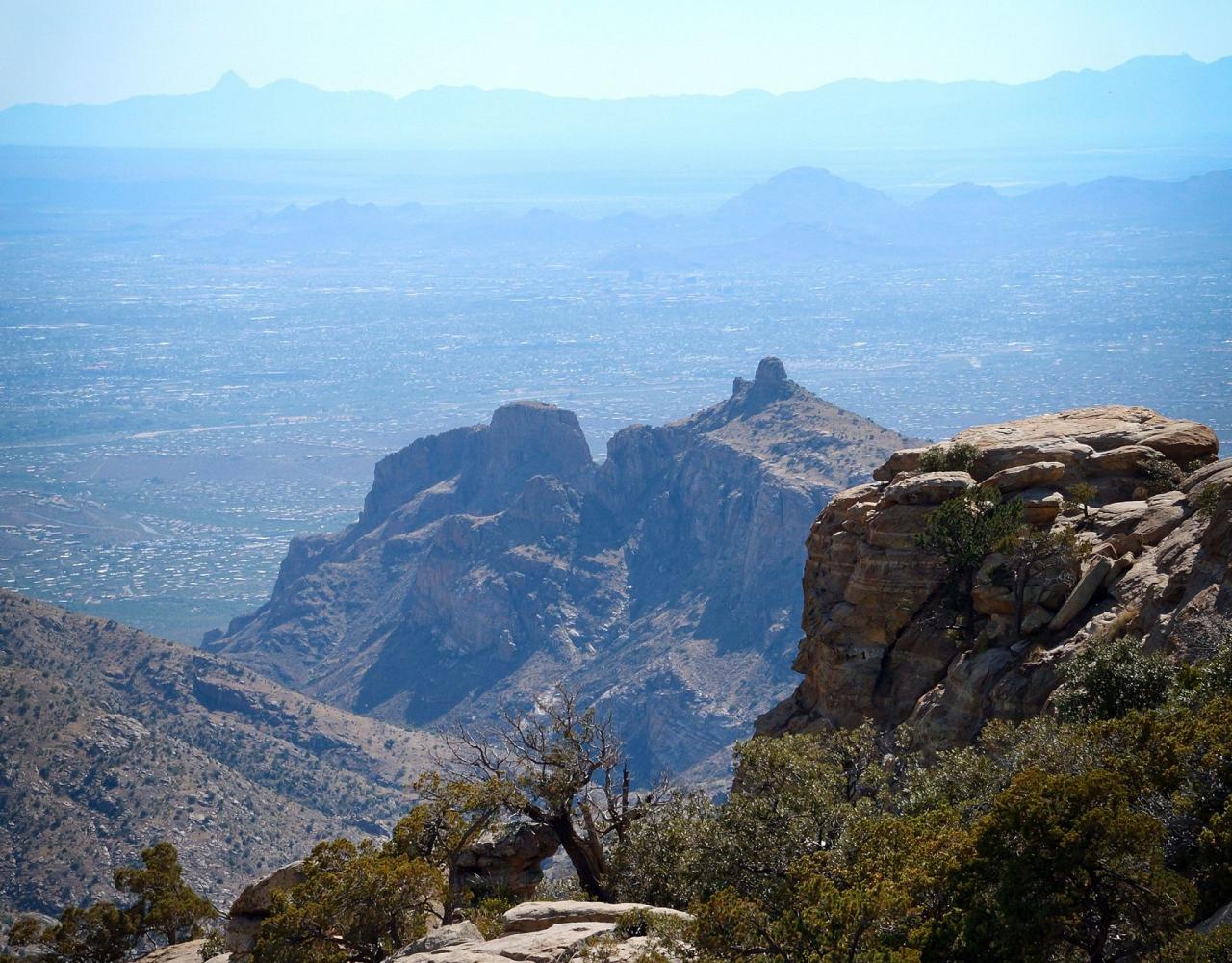 Arizona Birding, Arizona Bird Watching, United States, North American Birds, Naturalist Journeys, Wildlife Tour, Wildlife Photography, Ecotourism, Specialty Birds, Endemic Birds, Birding Hotspot, Sonoran Desert, Tucson