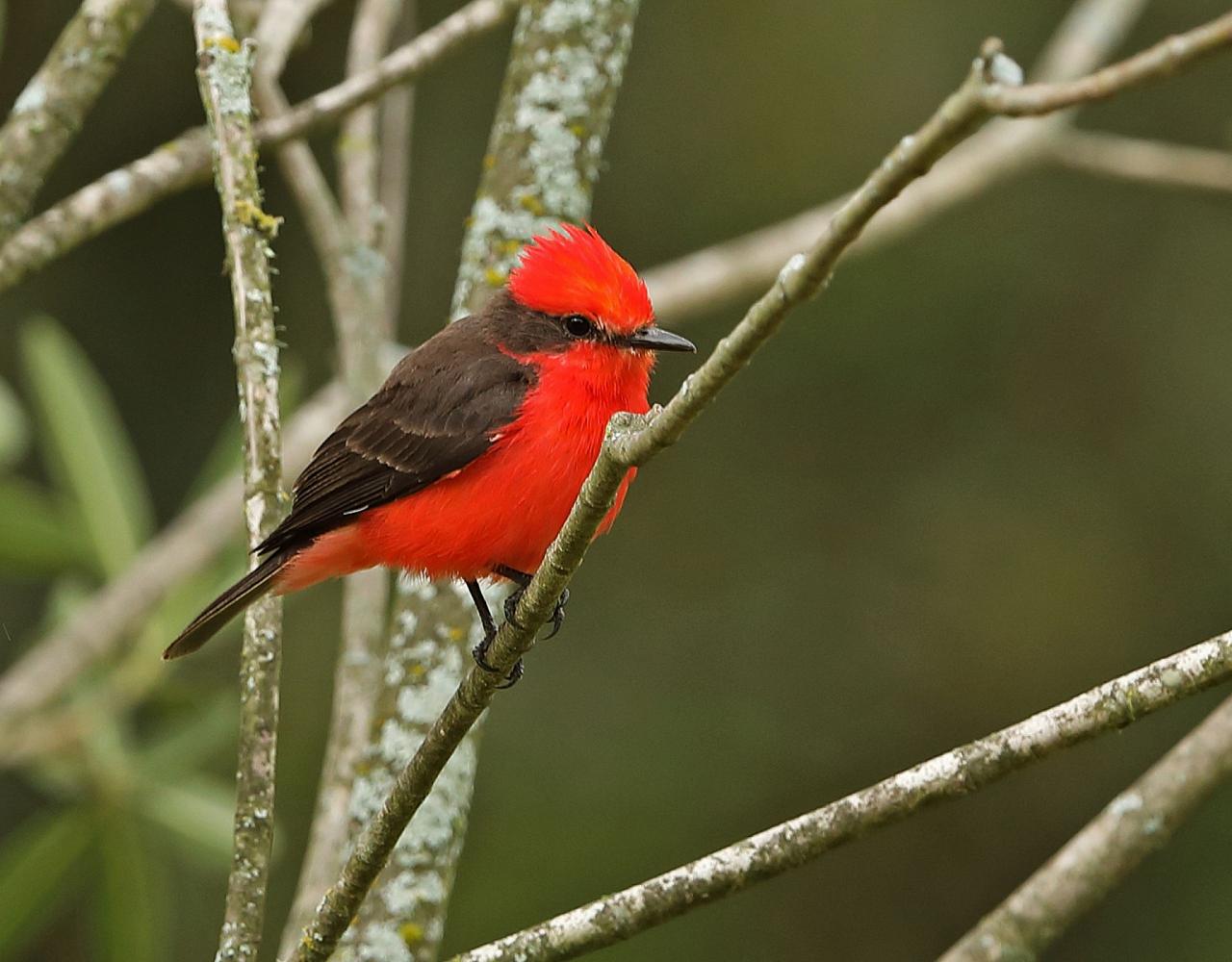 Arizona Birding, Arizona Bird Watching, United States, North American Birds, Naturalist Journeys, Wildlife Tour, Wildlife Photography, Ecotourism, Specialty Birds, Endemic Birds, Birding Hotspot, Sonoran Desert, Tucson