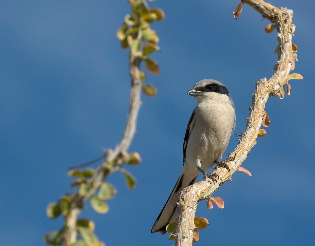 Arizona Birding, Arizona Bird Watching, United States, North American Birds, Naturalist Journeys, Wildlife Tour, Wildlife Photography, Ecotourism, Specialty Birds, Endemic Birds, Birding Hotspot, Sonoran Desert, Tucson