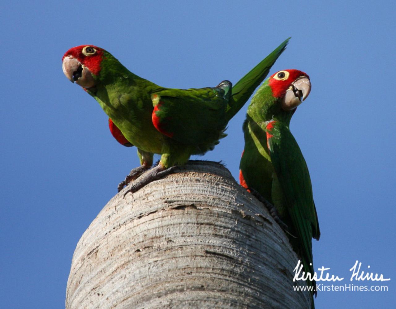 Red-masked Parakeet, Birding Florida, Bird Watching Florida, United States, North American Birds, Naturalist Journeys, Wildlife Tour, Wildlife Photography, Ecotourism, Specialty Birds, Endemic Birds, Birding Hotspot, American Alligator, Florida Everglades National Park