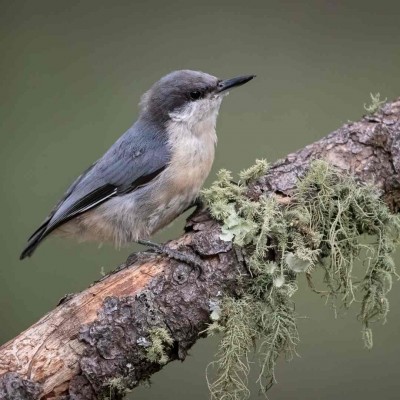 Pygmy Nuthatch, Bandelier National Park, New Mexico