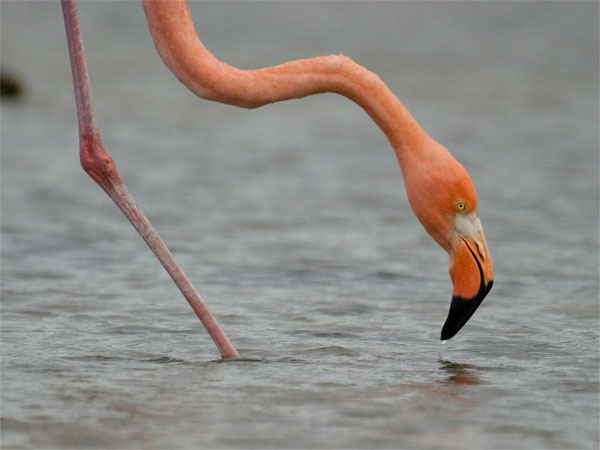 Flamingo, Galapagos islands, Ecuador, Galapagos Nature Cruise, Naturalist Journeys