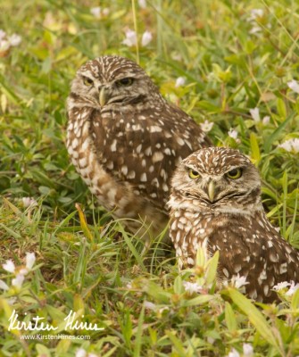 Burrowing Owl, Birding Florida, Bird Watching Florida, United States, North American Birds, Naturalist Journeys, Wildlife Tour, Wildlife Photography, Ecotourism, Specialty Birds, Endemic Birds, Birding Hotspot, American Alligator, Florida Everglades National Park