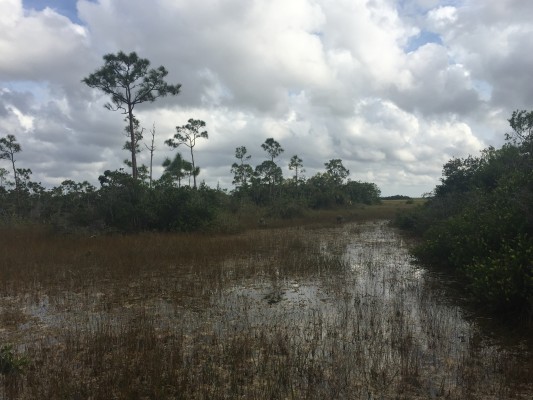 Florida Everglades, Florida, South Florida, Florida Nature Tour, Florida Birding Tour, Naturalist Journeys