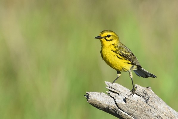 Prairie Warbler, Florida, South Florida, Florida Nature Tour, Florida Birding Tour, Naturalist Journeys