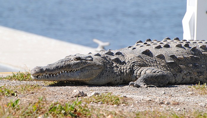 American Crocodile, Florida, South Florida, Florida Nature Tour, Florida Birding Tour, Naturalist Journeys
