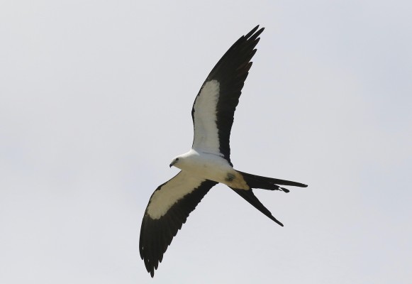 Swallow-tailed Kite, Florida, South Florida, Florida Nature Tour, Florida Birding Tour, Naturalist Journeys