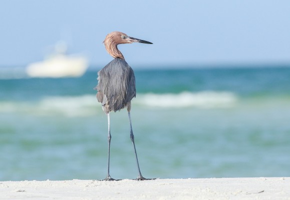 Reddish Egret, Florida, South Florida, Florida Nature Tour, Florida Birding Tour, Naturalist Journeys