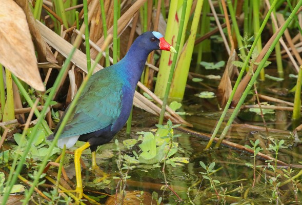 Purple Gallinule, Florida, South Florida, Florida Nature Tour, Florida Birding Tour, Naturalist Journeys