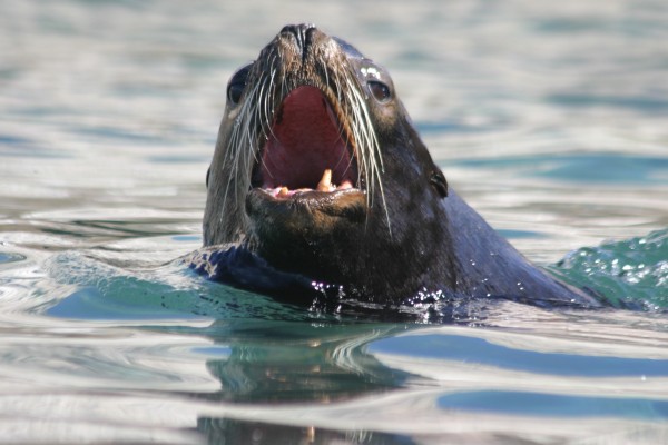 Sea Lion, Mexico, Sea of Cortez, Nature Cruise, Sea of Cortez cruise, Naturalist Journeys
