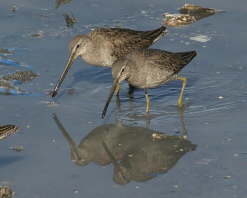 Dowitcher, Mexico, Sea of Cortez, Nature Cruise, Sea of Cortez cruise, Naturalist Journeys