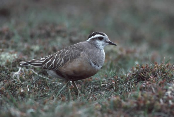 Dotterel, Scotland Nature Tour, Scotland Birding Tour, Naturalist Journeys