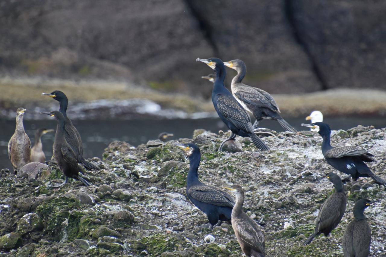 Cormorants, Scotland, Scottish Highlands, Scottish Islands, Scotland Birding Tour, Scotland Nature Tour, Naturalist Journeys