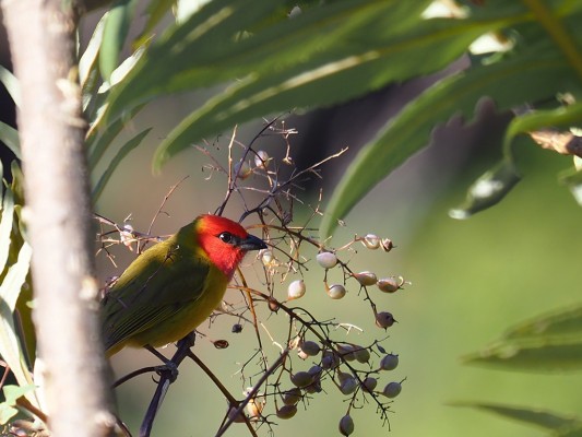 Red-headed Tanager, Mexico Birding & Nature, Pacific Mexico Tour, Naturalist Journeys Tour, Naturalist Journeys Birding & Nature Tour