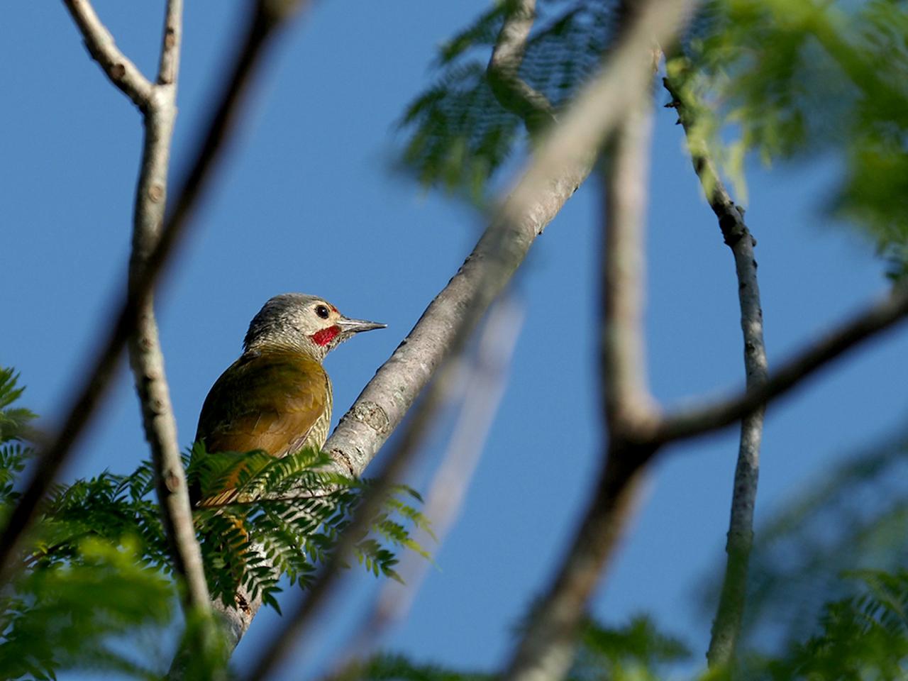 Grey-crowned Woodpecker, Mexico Birding & Nature, Pacific Mexico Tour, Naturalist Journeys Tour, Naturalist Journeys Birding & Nature Tour	