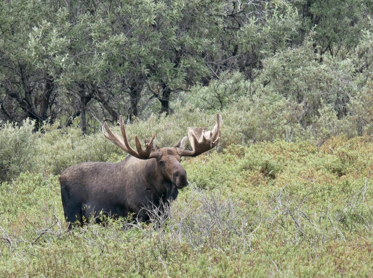 Moose, Alaska, Southeast Alaska, Southeast Alaska Cruise, Alaska Birding, Alaska Nature, Alaska Nature Tour, Alaska Birding Tour, Alaska Nature Cruise, Naturalist Journeys