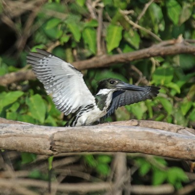 Green Kingfisher, Alamos, Mexico, Naturalist Journeys, Mexico Birding Tour