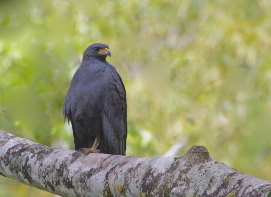 Common Black Hawk, Alamos, Mexico, Naturalist Journeys, Mexico Birding Tour