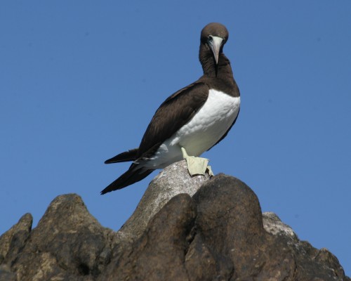 Brown Booby, Sea of Cortez, Mexico, Naturalist Journeys, Mexico Birding Tour