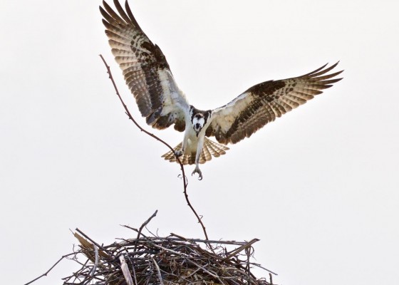 Osprey, Alamos, Sea of Cortez, Mexico, Naturalist Journeys, Mexico Birding Tour