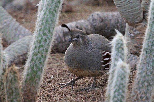 Gambel's Quail, Alamos, Mexico, Naturalist Journeys, Mexico Birding Tour e