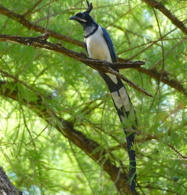 Black-throated Magpie-Jay, Mexico, Alamos, Naturalist Journeys, Mexico Birding Tour