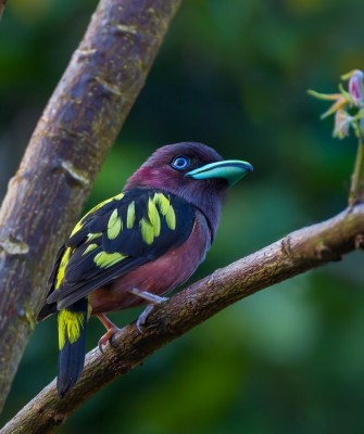 Banded Broadbill, Birding Indonesia, Bird Watching Indonesia, Indonesia, Asia, Birding Asia, Naturalist Journeys, Wildlife Tour, Wildlife Photography, Ecotourism, Specialty Birds, Endemic Birds, Birding Hotspot