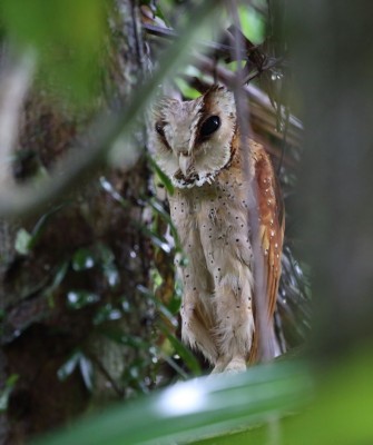 Oriental Bay Owl, Birding Indonesia, Bird Watching Indonesia, Indonesia, Asia, Birding Asia, Naturalist Journeys, Wildlife Tour, Wildlife Photography, Ecotourism, Specialty Birds, Endemic Birds, Birding Hotspot