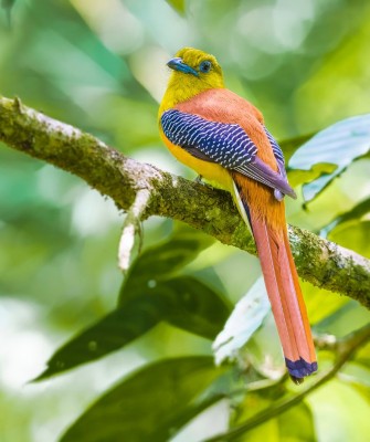 Orange-breasted Trogon, Birding Indonesia, Bird Watching Indonesia, Indonesia, Asia, Birding Asia, Naturalist Journeys, Wildlife Tour, Wildlife Photography, Ecotourism, Specialty Birds, Endemic Birds, Birding Hotspot