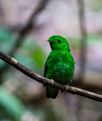 Green Broadbill, Birding Indonesia, Bird Watching Indonesia, Indonesia, Asia, Birding Asia, Naturalist Journeys, Wildlife Tour, Wildlife Photography, Ecotourism, Specialty Birds, Endemic Birds, Birding Hotspot