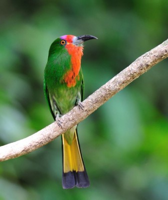 Red-bearded Bee-eater, Birding Indonesia, Bird Watching Indonesia, Indonesia, Asia, Birding Asia, Naturalist Journeys, Wildlife Tour, Wildlife Photography, Ecotourism, Specialty Birds, Endemic Birds, Birding Hotspot