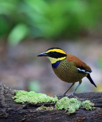 Javan Banded Pitta, Birding Indonesia, Bird Watching Indonesia, Indonesia, Asia, Birding Asia, Naturalist Journeys, Wildlife Tour, Wildlife Photography, Ecotourism, Specialty Birds, Endemic Birds, Birding Hotspot