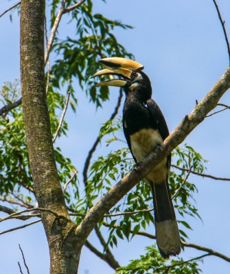 Oriental Pied Hornbill, Birding Indonesia, Bird Watching Indonesia, Indonesia, Asia, Birding Asia, Naturalist Journeys, Wildlife Tour, Wildlife Photography, Ecotourism, Specialty Birds, Endemic Birds, Birding Hotspot