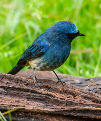 Indigo Flycatcher, Birding Indonesia, Bird Watching Indonesia, Indonesia, Asia, Birding Asia, Naturalist Journeys, Wildlife Tour, Wildlife Photography, Ecotourism, Specialty Birds, Endemic Birds, Birding Hotspot