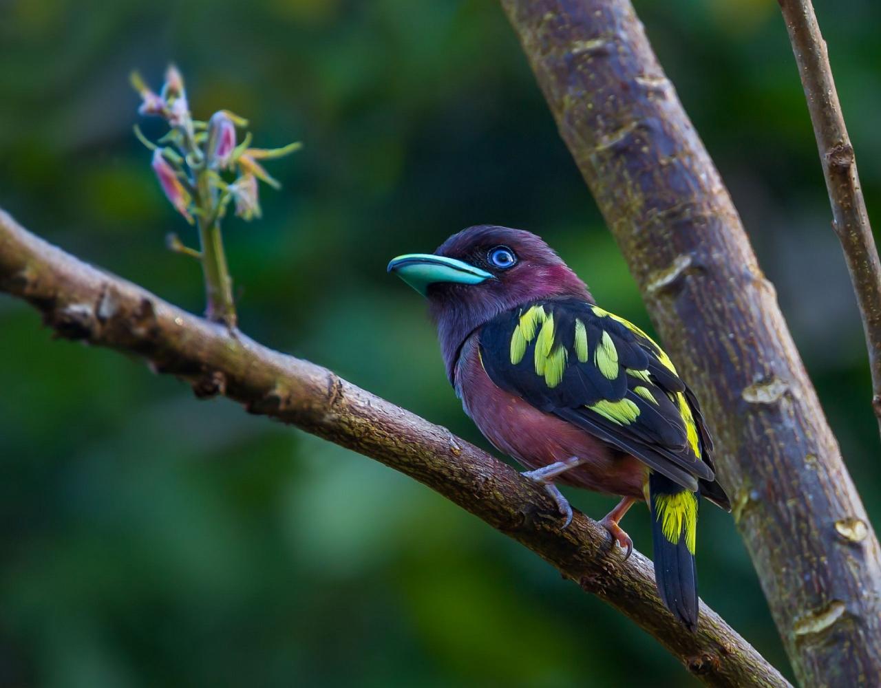 Birding Indonesia, Bird Watching Indonesia, Indonesia, Asia, Birding Asia, Naturalist Journeys, Wildlife Tour, Wildlife Photography, Ecotourism, Specialty Birds, Endemic Birds, Birding Hotspot