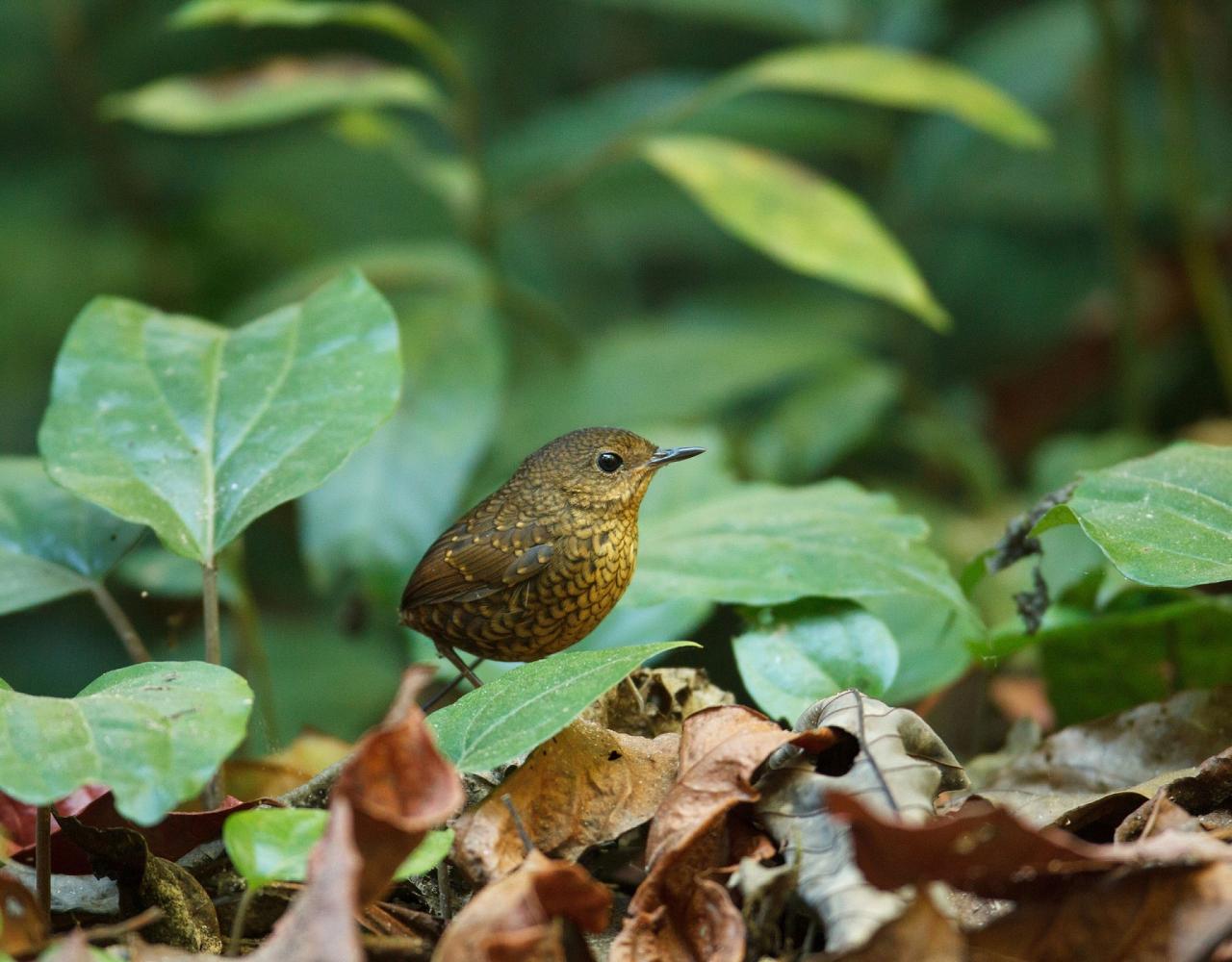 Birding Indonesia, Bird Watching Indonesia, Indonesia, Asia, Birding Asia, Naturalist Journeys, Wildlife Tour, Wildlife Photography, Ecotourism, Specialty Birds, Endemic Birds, Birding Hotspot