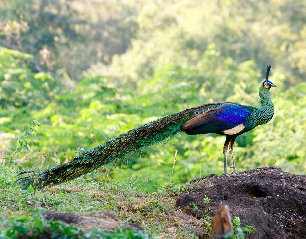 Birding Indonesia, Bird Watching Indonesia, Indonesia, Asia, Birding Asia, Naturalist Journeys, Wildlife Tour, Wildlife Photography, Ecotourism, Specialty Birds, Endemic Birds, Birding Hotspot