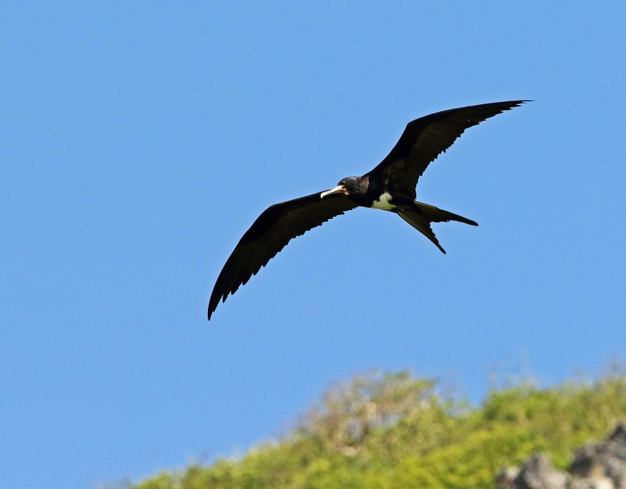 Birding Indonesia, Bird Watching Indonesia, Indonesia, Asia, Birding Asia, Naturalist Journeys, Wildlife Tour, Wildlife Photography, Ecotourism, Specialty Birds, Endemic Birds, Birding Hotspot