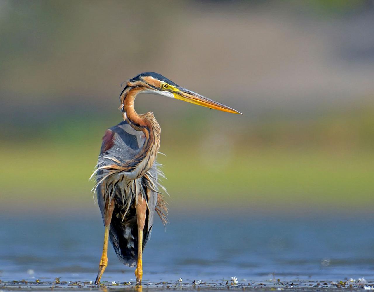 Birding Indonesia, Bird Watching Indonesia, Indonesia, Asia, Birding Asia, Naturalist Journeys, Wildlife Tour, Wildlife Photography, Ecotourism, Specialty Birds, Endemic Birds, Birding Hotspot