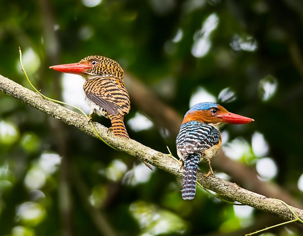 Birding Indonesia, Bird Watching Indonesia, Indonesia, Asia, Birding Asia, Naturalist Journeys, Wildlife Tour, Wildlife Photography, Ecotourism, Specialty Birds, Endemic Birds, Birding Hotspot