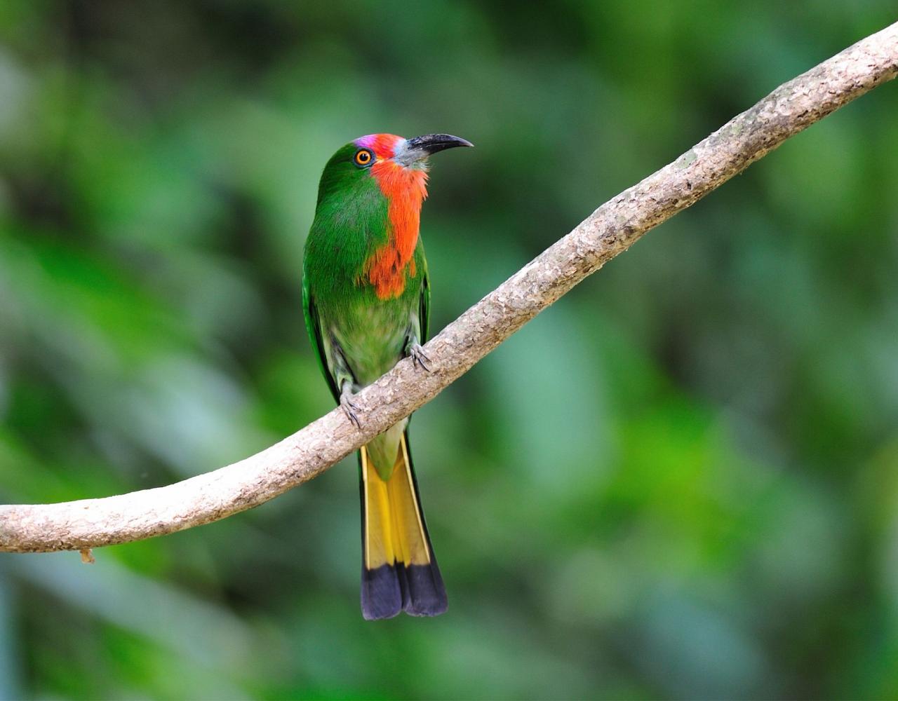 Birding Indonesia, Bird Watching Indonesia, Indonesia, Asia, Birding Asia, Naturalist Journeys, Wildlife Tour, Wildlife Photography, Ecotourism, Specialty Birds, Endemic Birds, Birding Hotspot