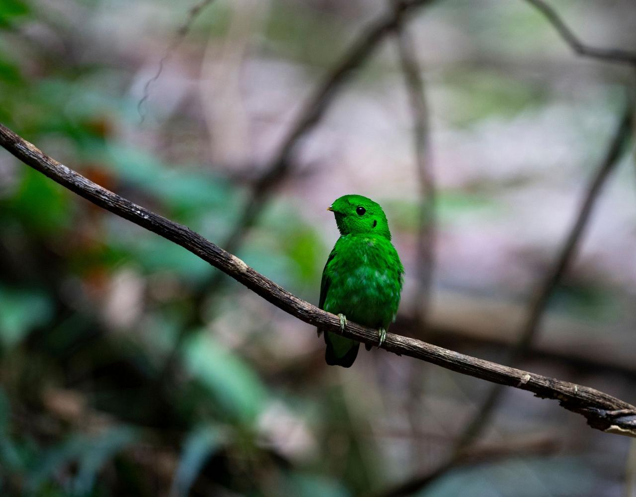 Birding Indonesia, Bird Watching Indonesia, Indonesia, Asia, Birding Asia, Naturalist Journeys, Wildlife Tour, Wildlife Photography, Ecotourism, Specialty Birds, Endemic Birds, Birding Hotspot